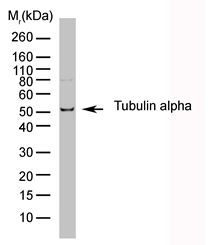 Alpha Tubulin Antibody - HeLa whole cell lysate probed with Rat anti Tubulin Alpha.
