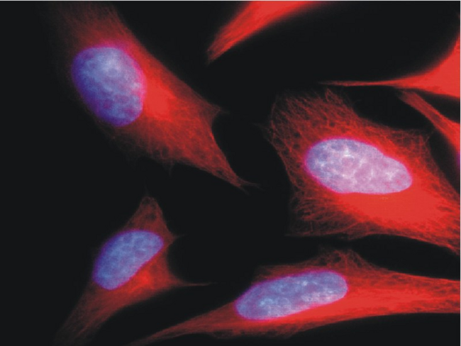 Alpha Tubulin Antibody - Immunofluorescence staining of HeLa human cervix carcinoma cell line using anti-alpha-tubulin (TU-01; red). Nucleus is stained with DAPI (blue).