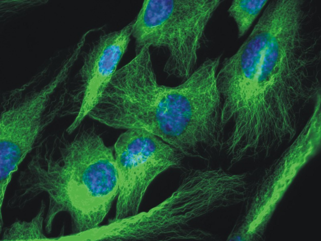 Alpha Tubulin Antibody - Immunofluorescence staining of 3T3 mouse embryonal fibroblast cell line using anti-alpha-tubulin (TU-01; green). Nucleus is stained with DAPI (blue).
