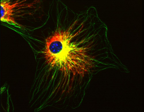 Alpha Tubulin Antibody - Immunofluorescence staining of 3T3 mouse embryonal fibroblast cell line using anti-alpha-tubulin (TU-01; green) and anti-Vimentin (VI-01). Nucleus is stained with DAPI (blue).