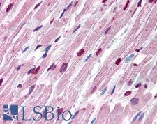 Alpha Tubulin Antibody - Anti-TUBA1 / Tubulin Alpha 1 antibody IHC of human heart. Immunohistochemistry of formalin-fixed, paraffin-embedded tissue after heat-induced antigen retrieval. Antibody concentration 10 ug/ml.