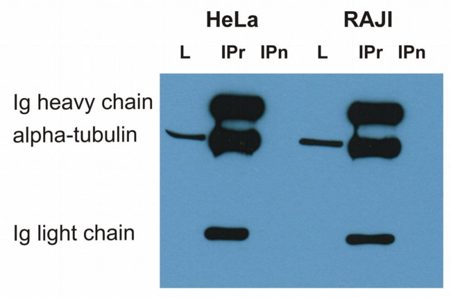 Alpha Tubulin Antibody - Immunoprecipitation of alpha-tubulin from HeLa and RAJI cell lysate by antibody TU-16 and its detection by antibody TU-01. IgM heavy chain (76-92 kDa) and IgM light chain (25-30 kDa) indicated. Mr of alpha tubulin is around 50 kDa.  L = lysate  IPr = immunoprecipitate (reducing conditions)