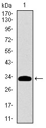 ALPI / Alkaline Phosphatase Antibody - Western blot using ALPI monoclonal antibody against human ALPI recombinant protein. (Expected MW is 31.9 kDa)