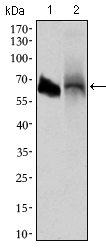 ALPI / Alkaline Phosphatase Antibody - Western blot using ALPI mouse monoclonal antibody against HL60 (1) and HepG2 (2) cell lysate.