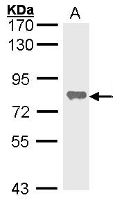 ALPL / Alkaline Phosphatase Antibody - Sample (30 ug of whole cell lysate). A: Hela. 7.5% SDS PAGE. ALPL / Alkaline Phosphatase antibody diluted at 1:1000.