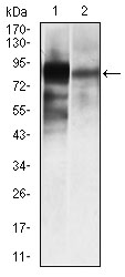 ALPL / Alkaline Phosphatase Antibody - Western blot using ALPL mouse monoclonal antibody against HeLa (1), and NTERA-2 (4) cell lysate.