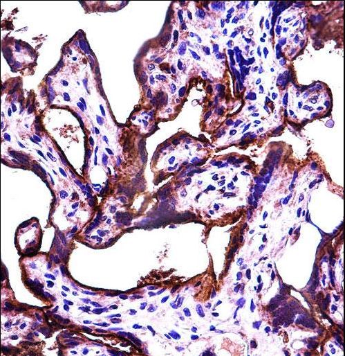 ALPPL2 Antibody - ALPPL2 Antibody immunohistochemistry of formalin-fixed and paraffin-embedded human placenta tissue followed by peroxidase-conjugated secondary antibody and DAB staining.