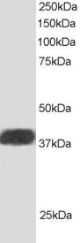 ALS2CR1 / NIF3L1 Antibody - Antibody staining (1 ug/ml) of Human Heart lysate (RIPA buffer, 30 ug total protein per lane). Primary incubated for 1 hour. Detected by Western blot of chemiluminescence.
