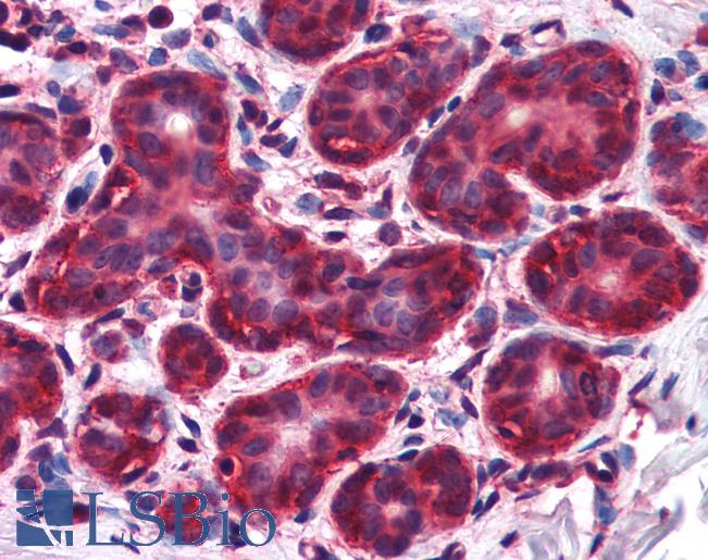 ALS2CR1 / NIF3L1 Antibody - Anti-NIF3L1 antibody IHC of human breast. Immunohistochemistry of formalin-fixed, paraffin-embedded tissue after heat-induced antigen retrieval. Antibody concentration 5 ug/ml.