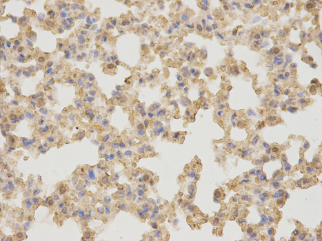 AMBP  Antibody - Immunohistochemistry of paraffin-embedded mouse lung using AMBP antibody at dilution of 1:100 (400x lens).