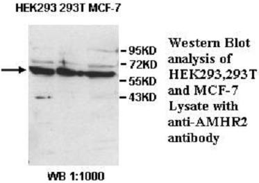 AMHR2 / MISRII Antibody