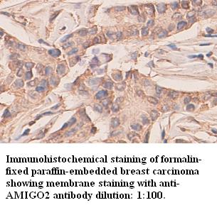 AMIGO2 Antibody