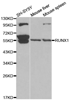 AML1 / RUNX1 Antibody - Western blot analysis of extracts of various cell lines, using RUNX1 antibody.