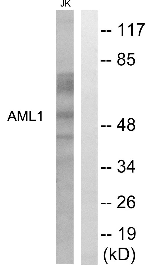 AML1 / RUNX1 Antibody - Western blot analysis of lysates from Jurkat cells, using AML1 Antibody. The lane on the right is blocked with the synthesized peptide.