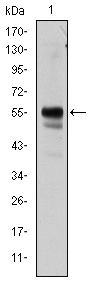 AML1 / RUNX1 Antibody - Western blot using RUNX1 mouse monoclonal antibody against Jurkat cell lysate.