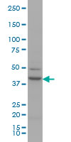 AML1 / RUNX1 Antibody - RUNX1 monoclonal antibody (M06), clone 2C10 Western blot of RUNX1 expression in HeLa nuclear extract.
