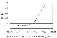 AML1 / RUNX1 Antibody - Detection limit for recombinant GST tagged RUNX1 is approximately 1 ng/ml as a capture antibody.