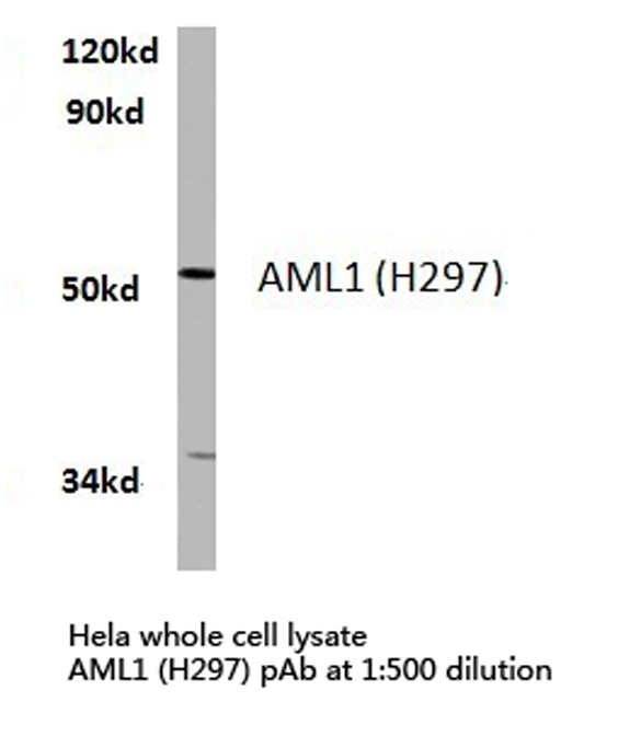 AML1 / RUNX1 Antibody - Western blot of AML1 (H297) pAb in extracts from HeLa cells.