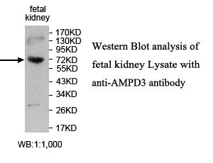 AMPD3 Antibody