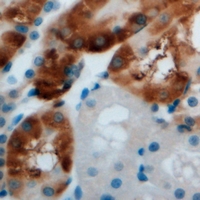AMY1A / Salivary Amylase Antibody - Immunohistochemical analysis of AMY1 staining in mouse kidney formalin fixed paraffin embedded tissue section. The section was pre-treated using heat mediated antigen retrieval with sodium citrate buffer (pH 6.0). The section was then incubated with the antibody at room temperature and detected using an HRP conjugated compact polymer system. DAB was used as the chromogen. The section was then counterstained with hematoxylin and mounted with DPX.
