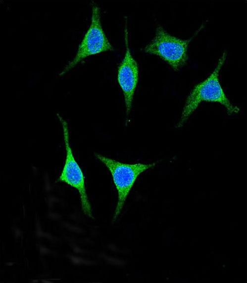 AMY2A / Pancreatic Amylase Antibody - Confocal immunofluorescence of AMY2A Antibody with 293 cell followed by Alexa Fluor 488-conjugated goat anti-rabbit lgG (green). DAPI was used to stain the cell nuclear (blue).