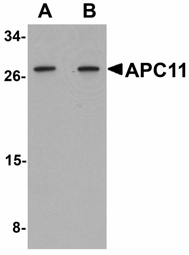 ANAPC11 / APC11 Antibody - Western blot of APC11 in 3T3 cell tissue lysate with APC11 antibody at (A) 1 and (B) 2 ug/ml.