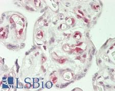 ANAPC7 / APC7 Antibody - Human Placenta: Formalin-Fixed, Paraffin-Embedded (FFPE)