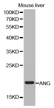 Angiogenin / ANG Antibody - Western blot analysis of extracts of mouse liver cell lines, using ANG antibody.