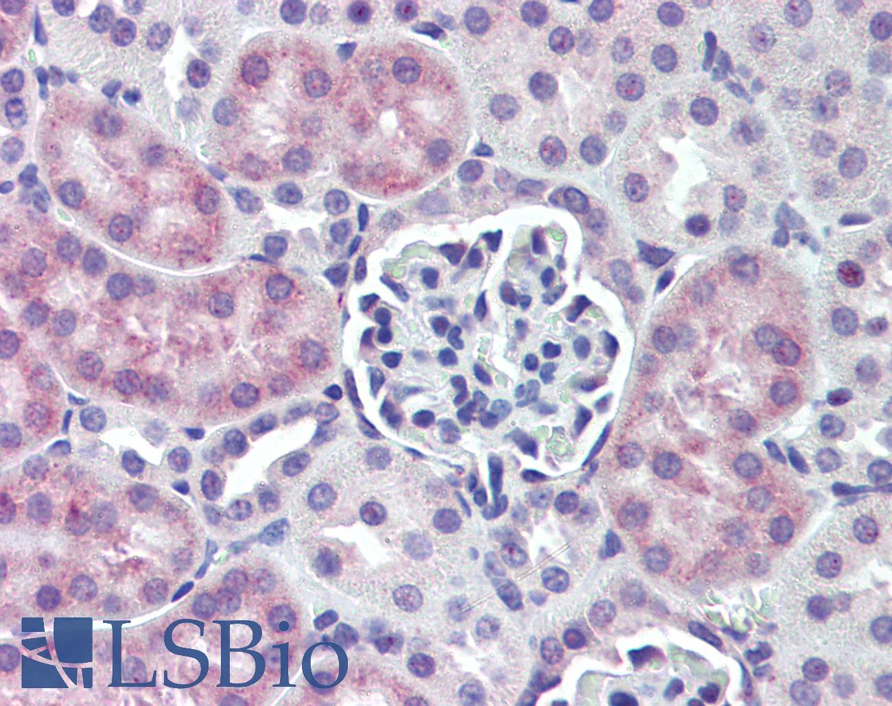 ANGPT1 / Angiopoietin-1 Antibody - Anti-ANGPT1 / Angiopoietin-1 antibody IHC staining of mouse kidney. Immunohistochemistry of formalin-fixed, paraffin-embedded tissue after heat-induced antigen retrieval. Antibody dilution 1:200.