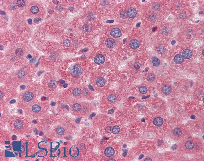 ANGPT1 / Angiopoietin-1 Antibody - Anti-ANGPT1 / Angiopoietin-1 antibody IHC staining of mouse liver. Immunohistochemistry of formalin-fixed, paraffin-embedded tissue after heat-induced antigen retrieval. Antibody dilution 1:200.