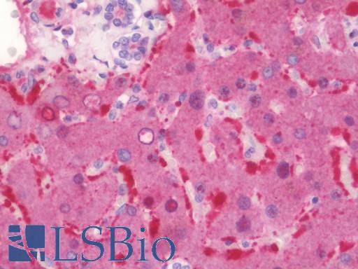ANGPT1 / Angiopoietin-1 Antibody - Anti-Angiogenin / ANG antibody IHC staining of human liver. Immunohistochemistry of formalin-fixed, paraffin-embedded tissue after heat-induced antigen retrieval. Antibody dilution 1:100.