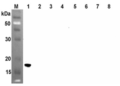 ANGPTL4 Antibody - Western blot analysis using anti-ANGPTL4 (CCD) (human), mAb (Kairos4-397G) at 1:500 dilution. 1: Human ANGPTL4 (CCD) (FLAG-tagged). 2: Human ANGPTL4 (FLD) (FLAG-tagged). 3: Human ANGPTL4 (FLAG-tagged). 4: Human RBP4 (FLAG-tagged) (negative control). 5: Human ANGPTL3 (CCD) (FLAG-tagged). 6: Human ANGPTL2 (CCD) (FLAG-tagged). 7: Human ANGPTL5 (CCD) (FLAG-tagged). 8: Human ANGPTL3 (FLAG-tagged).