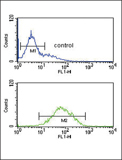 ANKH Antibody - ANKH Antibody flow cytometry of K562 cells (bottom histogram) compared to a negative control cell (top histogram). FITC-conjugated goat-anti-rabbit secondary antibodies were used for the analysis.