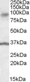 ANKK1 Antibody - ANKK1 antibody (0.1ug/ml) staining of Human Substantia Nigra lysate (35ug protein in RIPA buffer). Detected by chemiluminescence.