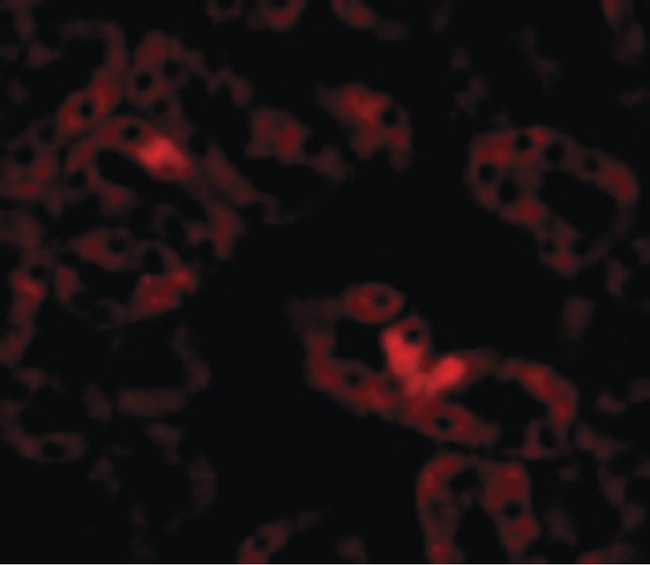ANKRD54 / LIAR Antibody - Immunofluorescence of LIAR in Mouse Kidney cells with LIAR antibody at 20 ug/ml.