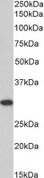 ANP32B Antibody - Goat Anti-SSP29 / ANP32B Antibody (0.1µg/ml) staining of NIH3T3 cell lysate (35µg protein in RIPA buffer). Primary incubation was 1 hour. Detected by chemiluminescencence.
