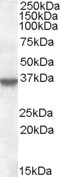ANXA1 / Annexin A1 Antibody - Antibody (0.5 ug/ml) staining of A431 lysate (35 ug protein in RIPA buffer). Primary incubation was 1 hour. Detected by chemiluminescence.