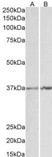 ANXA1 / Annexin A1 Antibody - Goat Anti-Annexin I Antibody (1µg/ml) staining of K562 (A) and NIH3T3 (B) lysates (35µg protein in RIPA buffer). Primary incubation was 1 hour. Detected by chemiluminescencence