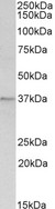 ANXA1 / Annexin A1 Antibody - Goat Anti-Annexin I Antibody (1µg/ml) staining of Rat Spleen lysate (35µg protein in RIPA buffer). Primary incubation was 1 hour. Detected by chemiluminescencence.