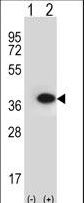 ANXA2 / Annexin A2 Antibody - Western blot of ANXA2 (arrow) using rabbit polyclonal ANXA2 Antibody. 293 cell lysates (2 ug/lane) either nontransfected (Lane 1) or transiently transfected (Lane 2) with the ANXA2 gene.