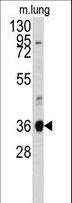 ANXA2 / Annexin A2 Antibody - Western blot of anti-ANXA2 Antibody in mouse lung tissue lysates (35 ug/lane). ANXA2(arrow) was detected using the purified antibody.