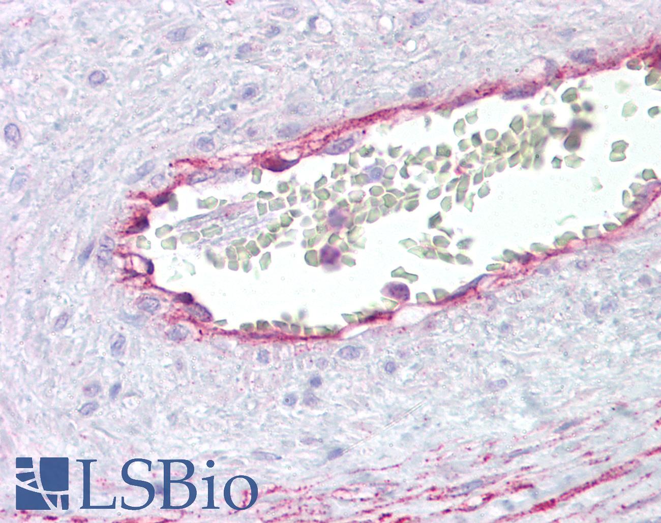 ANXA2 / Annexin A2 Antibody - Anti-Annexin A2 antibody IHC of human placental vessel. Immunohistochemistry of formalin-fixed, paraffin-embedded tissue after heat-induced antigen retrieval. Antibody concentration 10 ug/ml.