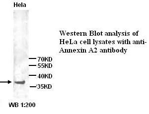 ANXA2 / Annexin A2 Antibody