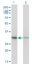 ANXA4 / Annexin IV Antibody - Western blot of ANXA4 expression in transfected 293T cell line by ANXA4 monoclonal antibody, clone 1D3.