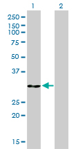 ANXA5 / Annexin V Antibody - Western blot of ANXA5 expression in transfected 293T cell line by ANXA5 monoclonal antibody (M01), clone 1F4-1A5.