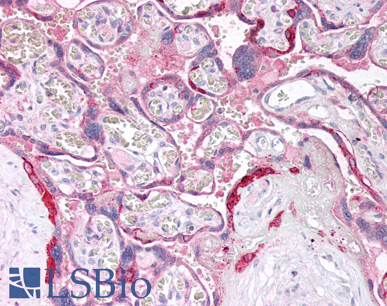 ANXA8L1 Antibody - Human Placenta: Formalin-Fixed, Paraffin-Embedded (FFPE)