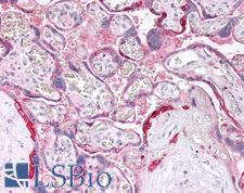 ANXA8L1 Antibody - Human Placenta: Formalin-Fixed, Paraffin-Embedded (FFPE)