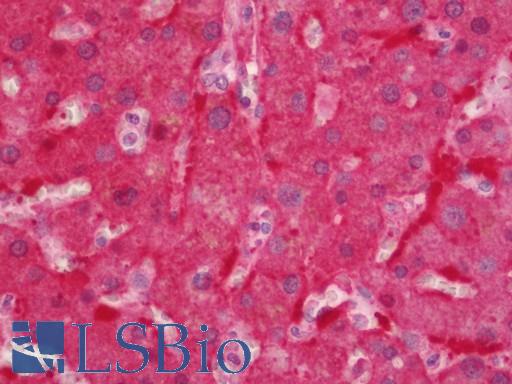 AOX1 / Aldehyde Oxidase Antibody - Human Liver: Formalin-Fixed, Paraffin-Embedded (FFPE).  This image was taken for the unconjugated form of this product. Other forms have not been tested.