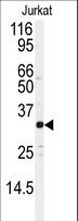 AP-1 / JUND Antibody - Western blot of anti-JUND Antibody (S255) in Jurkat cell line lysates (35 ug/lane). JUND (arrow) was detected using the purified antibody.