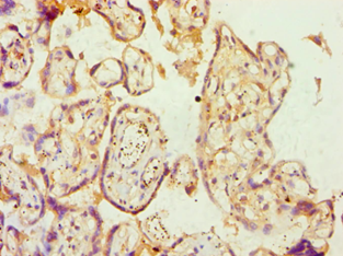 AP2A1 / AP2-Alpha Antibody - Immunohistochemistry of paraffin-embedded human placenta using antibody at 1:100 dilution.